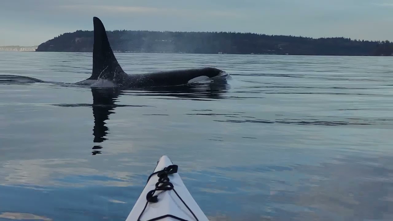 Kayaking with Orcas around Possession Sound