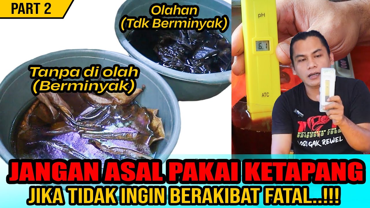 JANGAN ASAL PAKAI..!! Tes uji kelayakan daun ketapang untuk perawatan ikan Part 2