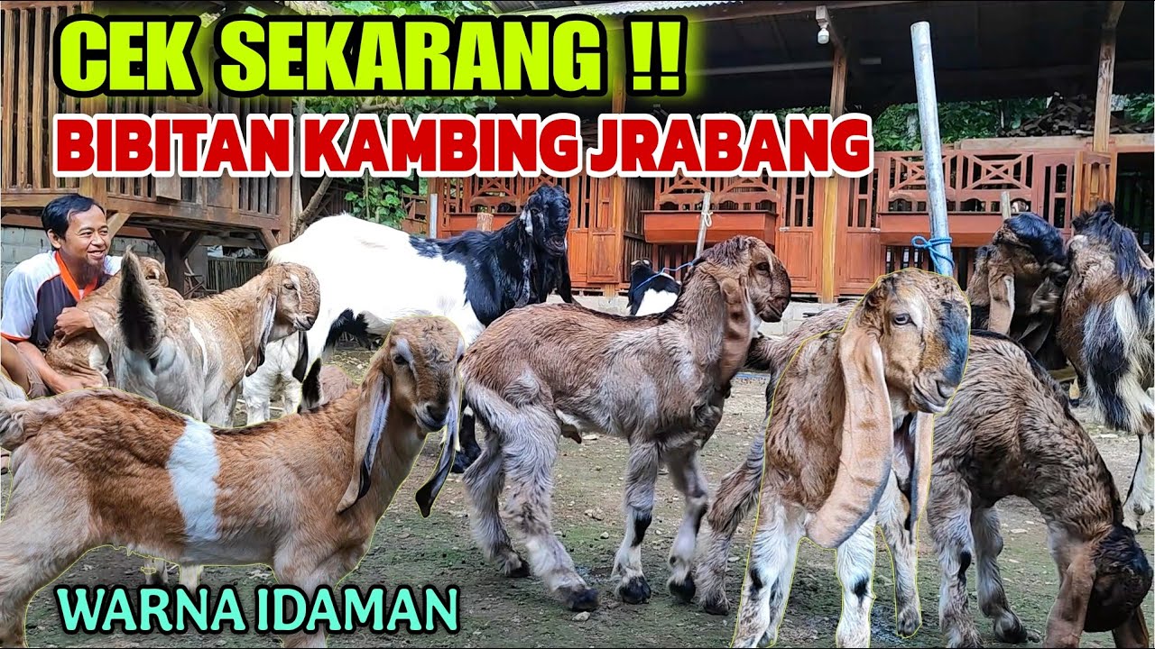 RAHASIA HARGA KAMBING JRABANG TERBARU‼️JANGAN SAMPAI KETINGGALAN..