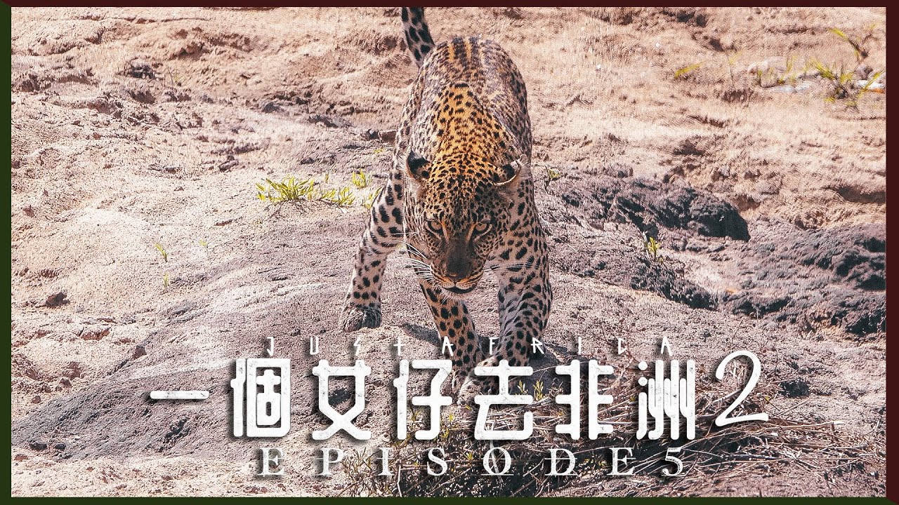 【花豹獵食ASMR🐆】竟然全日都是花豹日!!✨｜一個女仔去非洲2 EP5｜TANZANIA VLOG｜RedisPolly