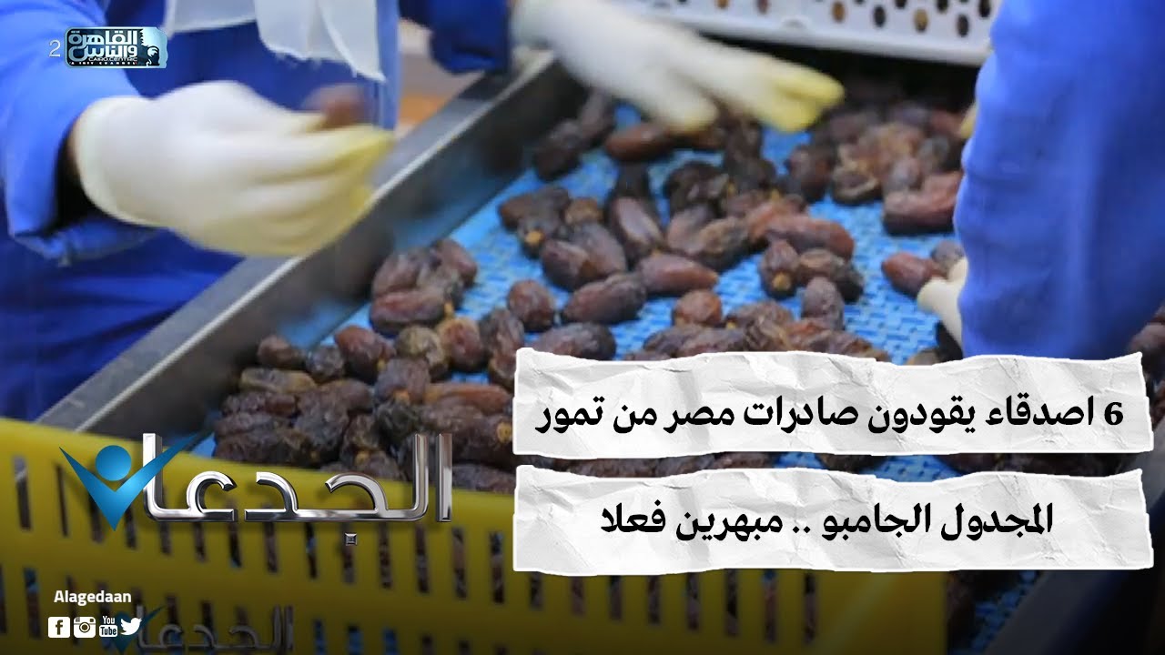 ٦ اصدقاء يقودون صادرات مصر من تمور المجدول الجامبو .. مبهرين فعلا