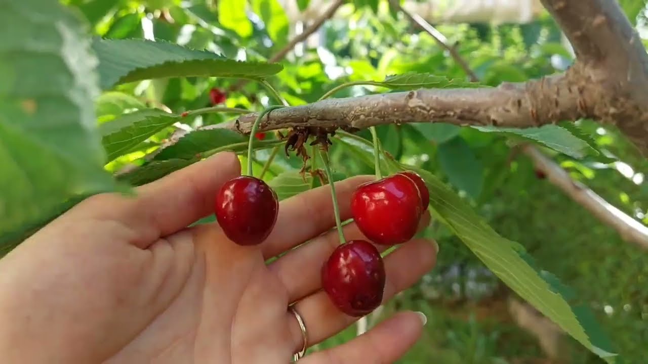 Узбекистан🇺🇿.Родной посёлок Улугбек😍