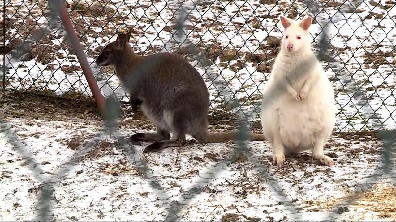 Skok... na wolność. Kangur uciekł z rzeszowskiego ośrodka