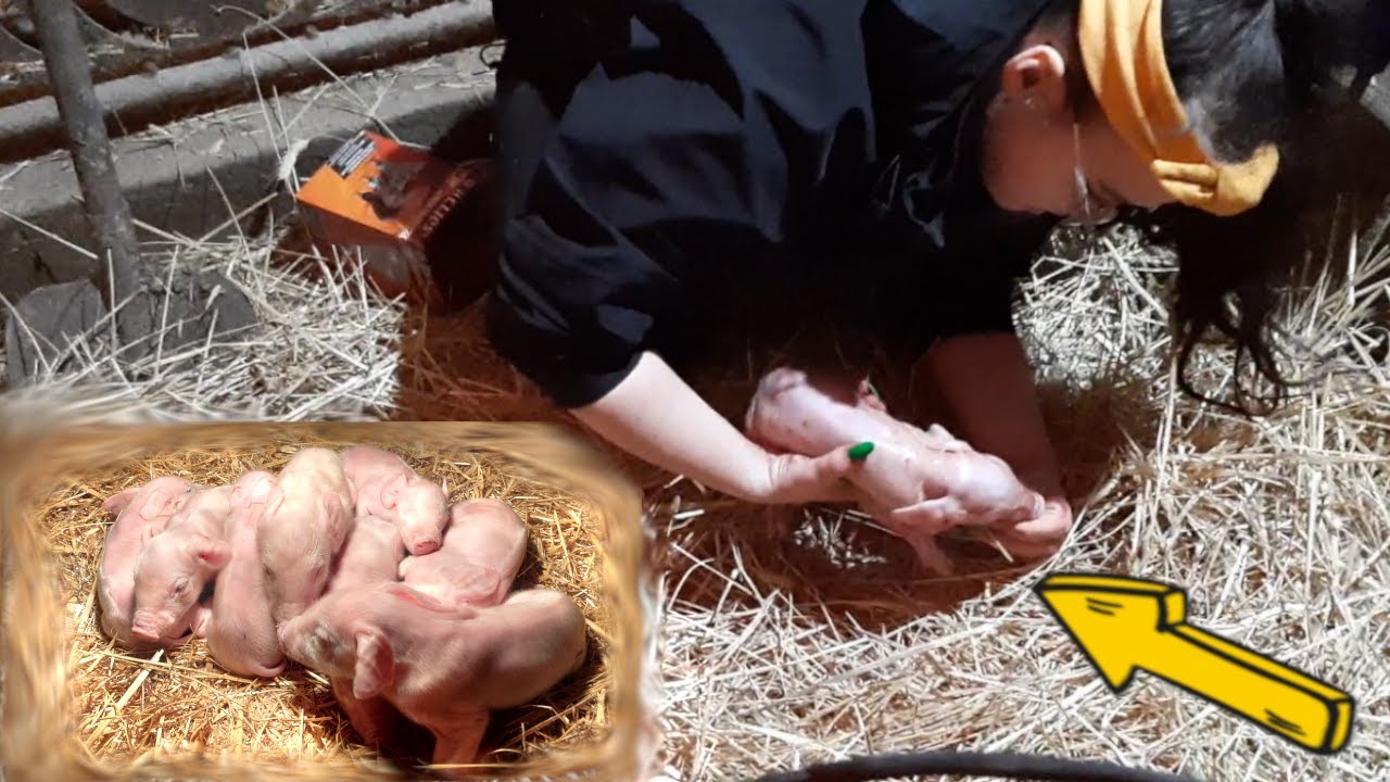 Poród maciory!! ❗️ Mamy małe prosiaczki ❗️ DZIEWCZYNA Z AGRO Vlog#43