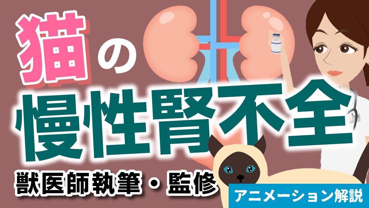 猫の慢性腎不全について【獣医師執筆監修】症状から治療方法まで