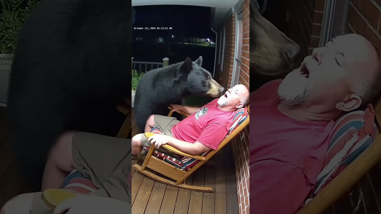 Bj&oslash;rn vekker sovende mann p&aring; verandaen | Morsom reaksjon