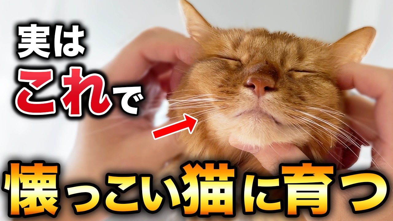 人懐っこい猫に育てる方法13選