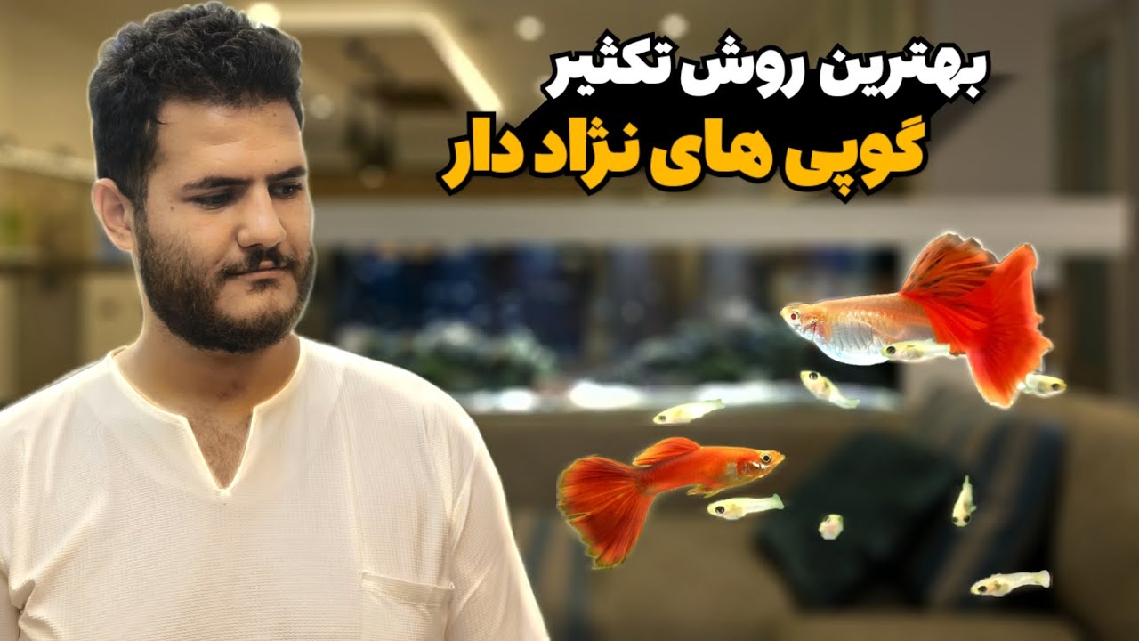 بهترین روش بچه گیری و تکثیر ماهی گوپی