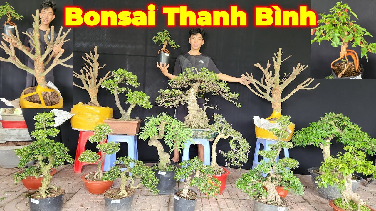 MR BÌNH | #0939442212 | DÂU TẰM SIÊU TRÁI, MAI SIÊU XÙ, KIM GIÒN SIÊU BÔNG, ME, SAM TRÁI, LINH SAM..