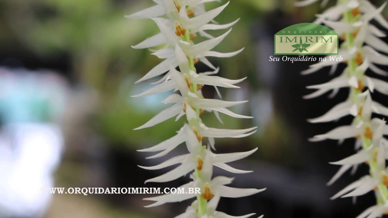 Dendrochilum glumaceum - Orquidário Imirim
