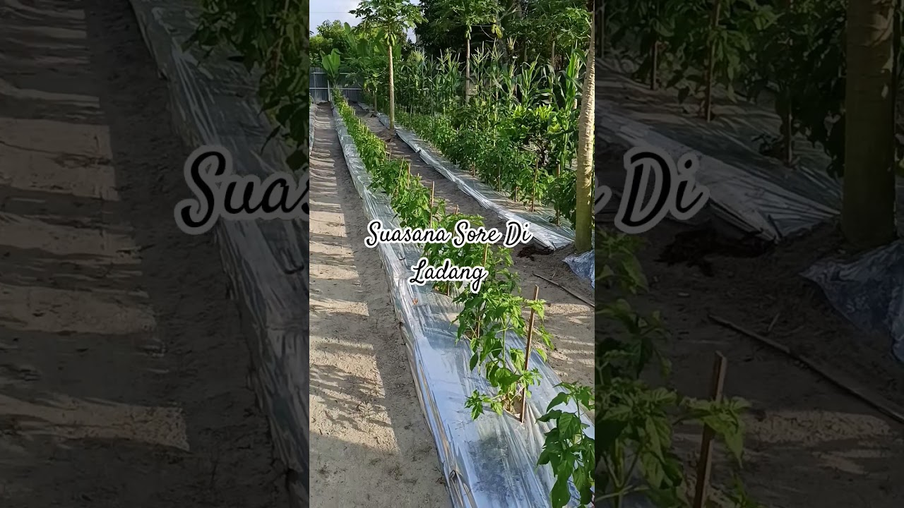 Suasana Sore Di Ladang