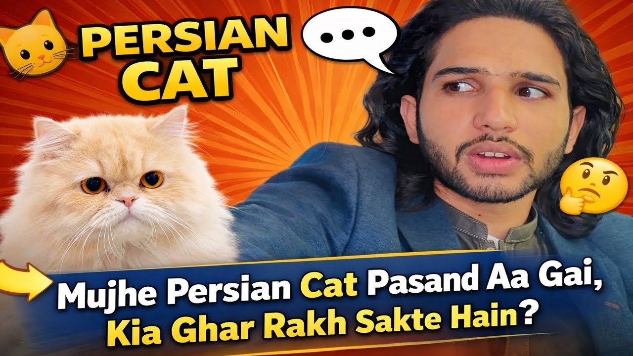 Mujhy Parshean Cat 🐈 Pasand aa Gie Kia Ham Usy Ghr Rakh Sakty hn 🤔 ?? 