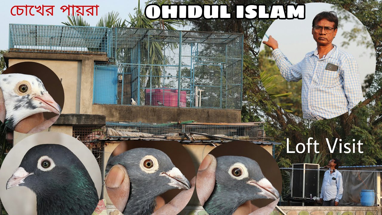 Ohidul Islam  Madrasi Pigeon Loft Visit  ( Bira , North 24 pgs ) - 9874060012