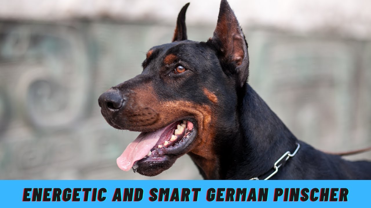 Energetic and Smart German Pinscher