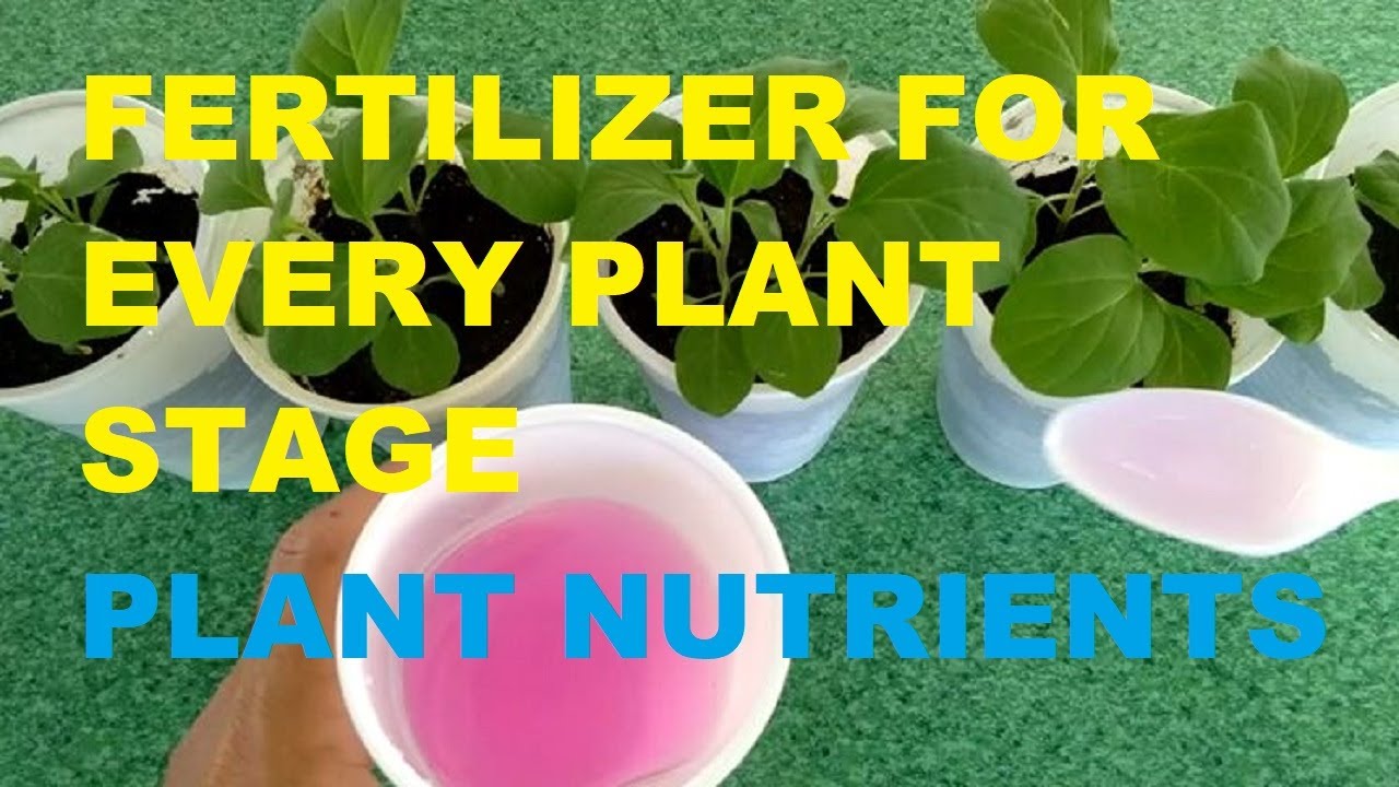 FERTILIZER FOR EVERY PLANT STAGE | PLANT NUTRIENTS | WHICH FERTILIZER TO USE ON EACH PLANT STAGE