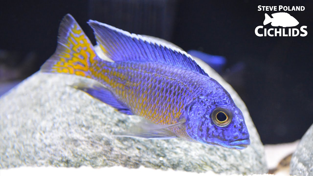 How to Make Your Fish Grow Faster