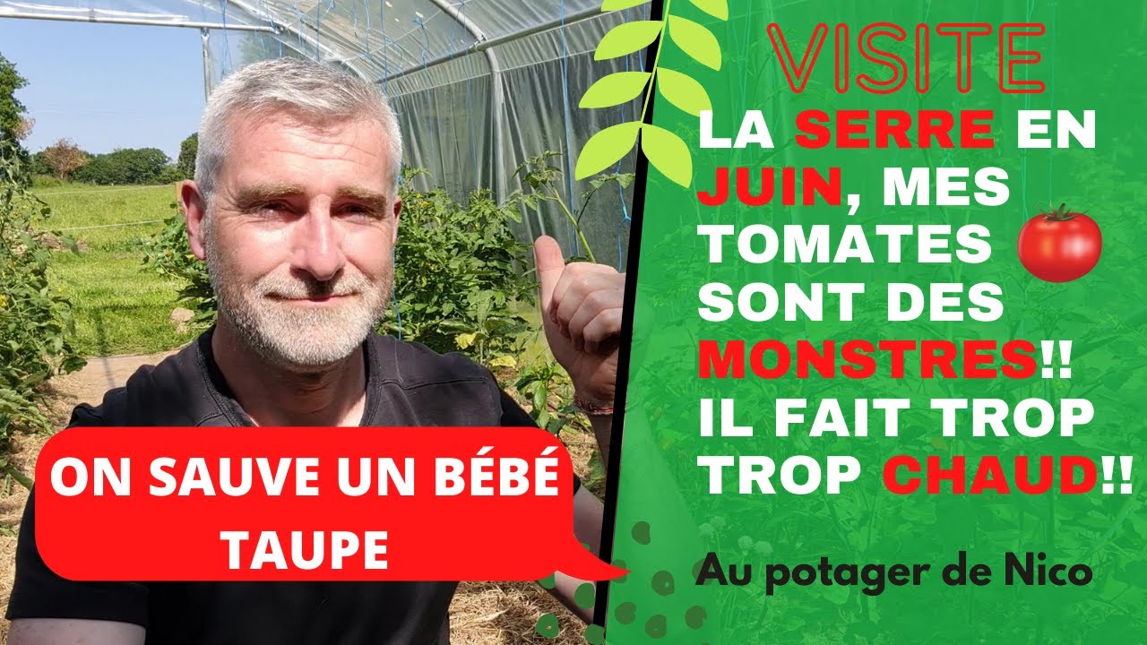 Visite de la serre à tomates 🍅, aubergines, poivrons, melons mi juin. Sauvetage d'une taupe.