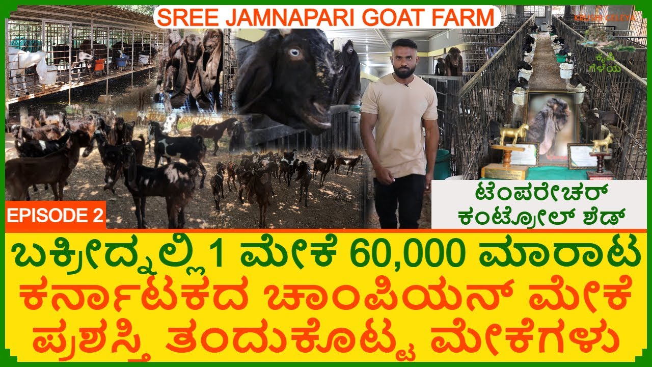 ಬಕ್ರೀದ್ ನಲ್ಲಿ ಒಂದು ಮೇಕೆ 70,000₹ ಮಾರಾಟ | ಚಾಂಪಿಯನ್ ಪ್ರಶಸ್ತಿ ತಂದುಕೊಟ್ಟ ಮೇಕೆಗಳು Jamnapari Goat Farming