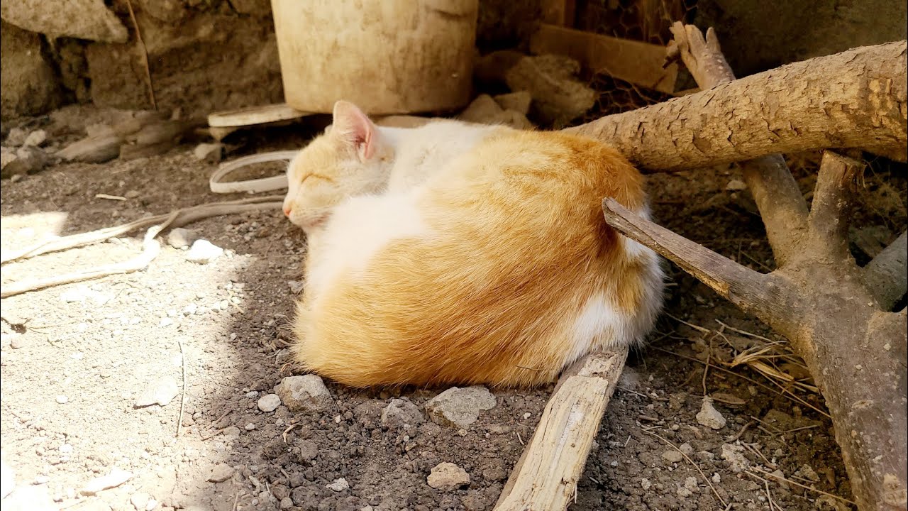 LOVE CAT😻🐈enjoying a shade in the sun🌍