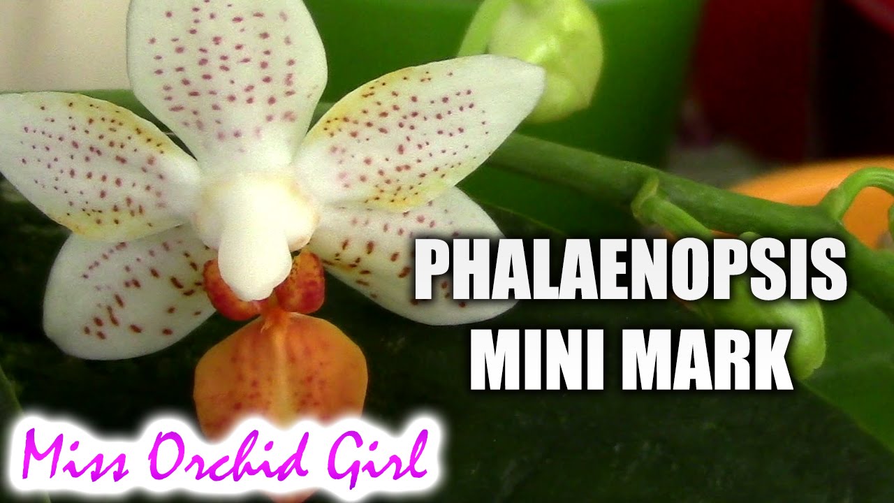 The story of my Orchid Phalaenopsis Mini Mark