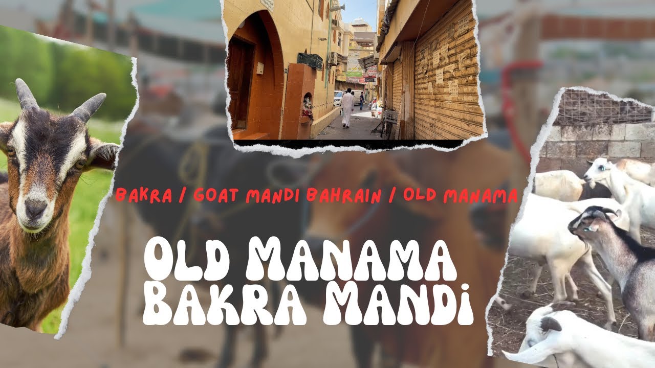 Old Manama // Bakra Mandi // Goats // Shopping Eid ul adha // Bahrain 🇧🇭