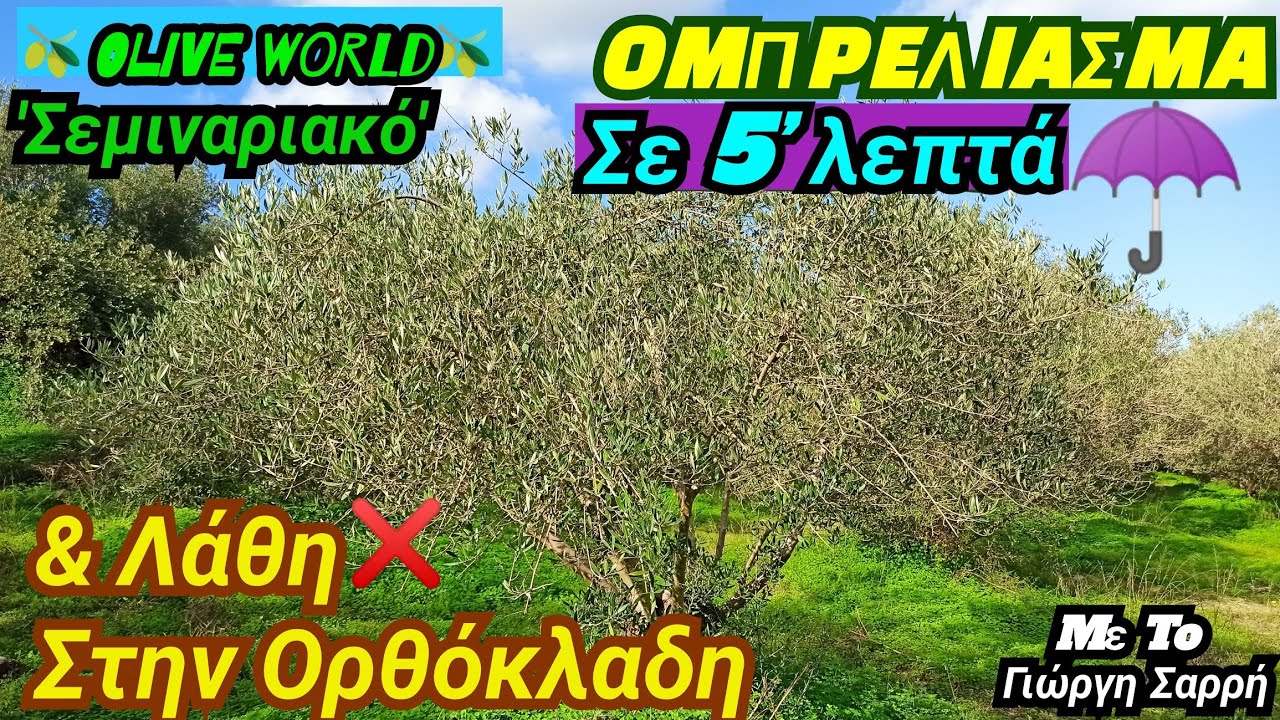 ΚΛΑΔΕΜΑ ΕΛΙΑΣ 🫒 - ΟΜΠΡΕΛΑ ☂️- Τα ΛΑΘΗ❌ Στην ΟΡΘΟΚΛΑΔΗ 