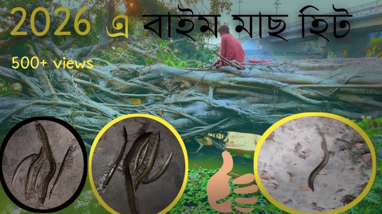 2026 এ বাইম মাছ হিট 😍😍।।  Amazing baam fishing ।।  Traditional baam fishing ॥ siliguri fishing live