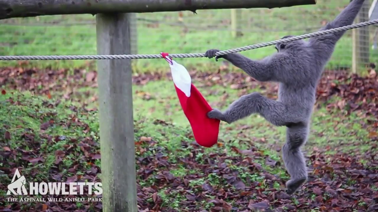Howletts Christmas Enrichment 2017