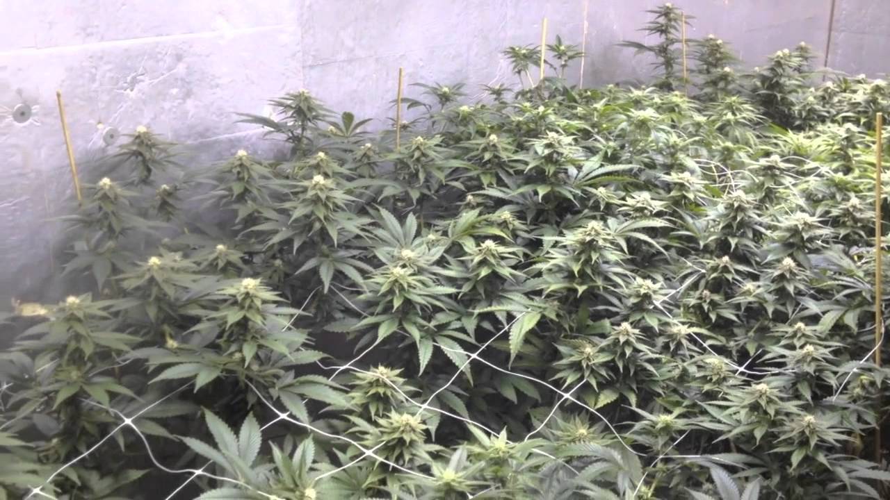 Pinkman Goo - 5000w, 6 strain genetics run, ep3-5, ebb N grow bucket system, full setup, NO Co2