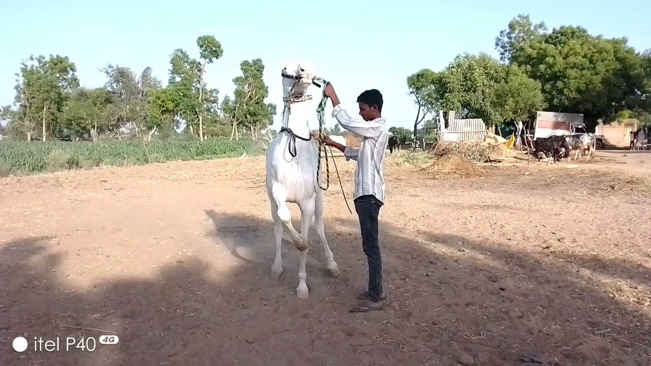 રાજા તોરલ અશ્વ ફાર્મ રાનેર ની મોજ બૂમ પડાવી તોરલ ઘોડી રોનેર નો રાજા  બે પગે એક્શન માં બૂમ પડાવી તોરલ