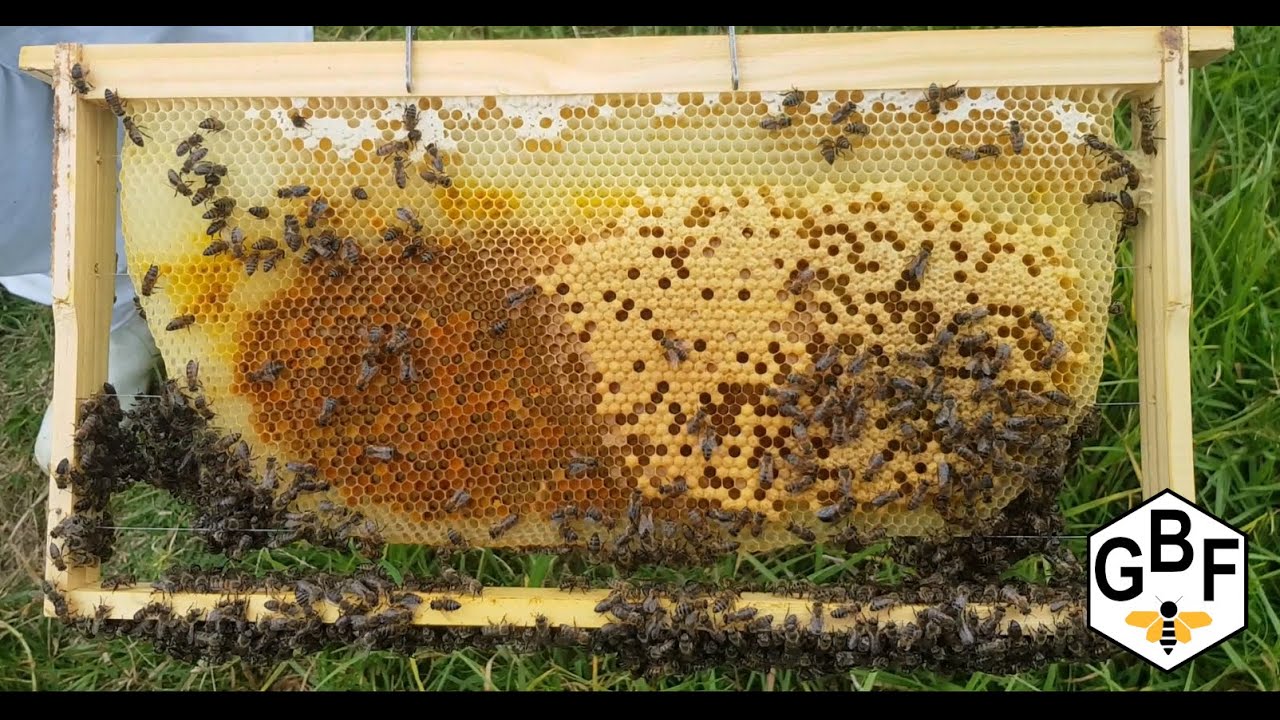 How to inspect your hive - South Africa Griebenouw Bee Farming