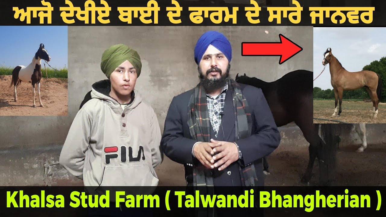 ਆਜੋ ਕੱਢੀਏ Khalsa Stud Farm ਦਾ ਗੇੜਾ ਤੇ ਦੇਖੀਏ Top ਦੇ ਜਾਨਵਰ,,#amardeepsidhu