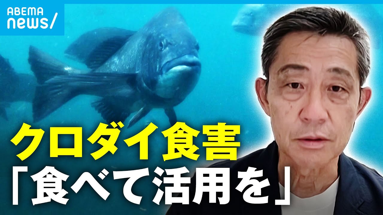【クロダイ】「冬はマダイに劣らない美味しさ」食害問題&ldquo;食べて&rdquo;解消へ&hellip;各地で取り組み｜アベモニ