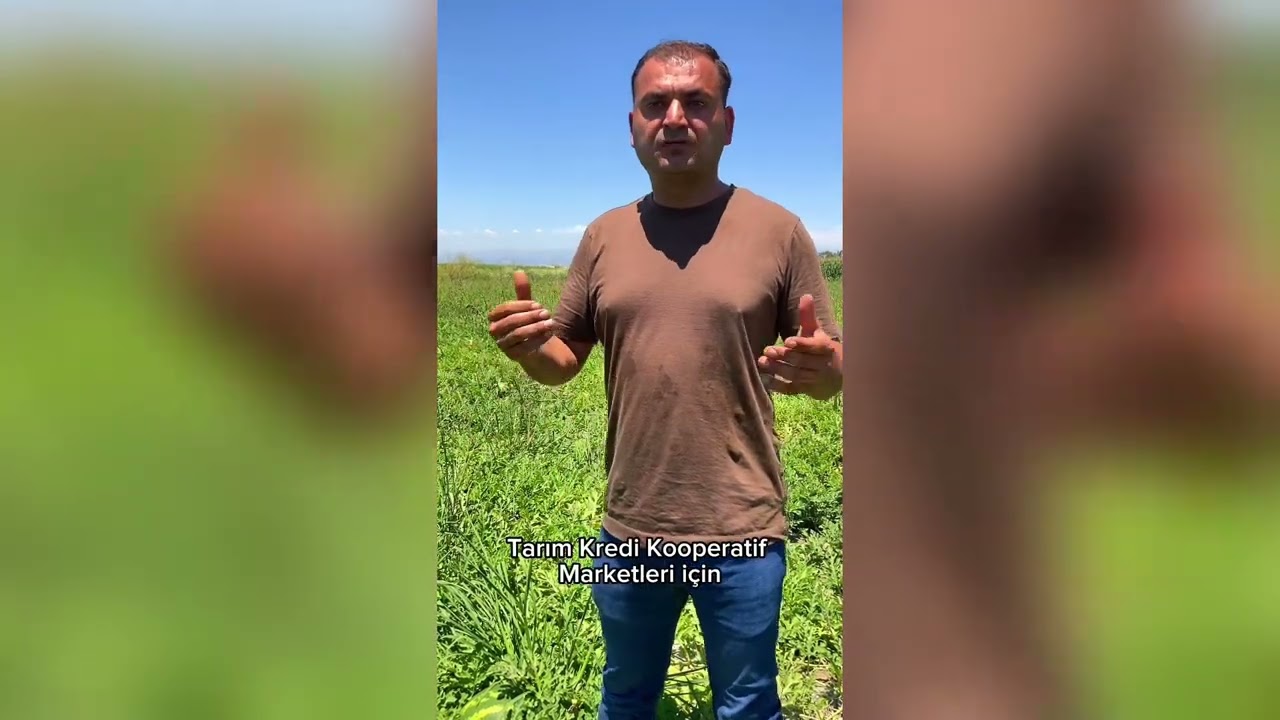 Yaz mevsiminin sembolü karpuz Tarım Kredi eli ile değerleniyor