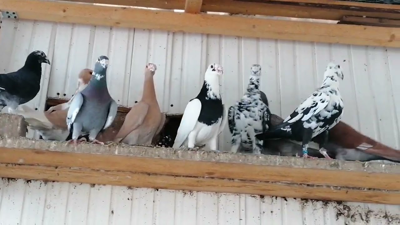 porumbei voiajori