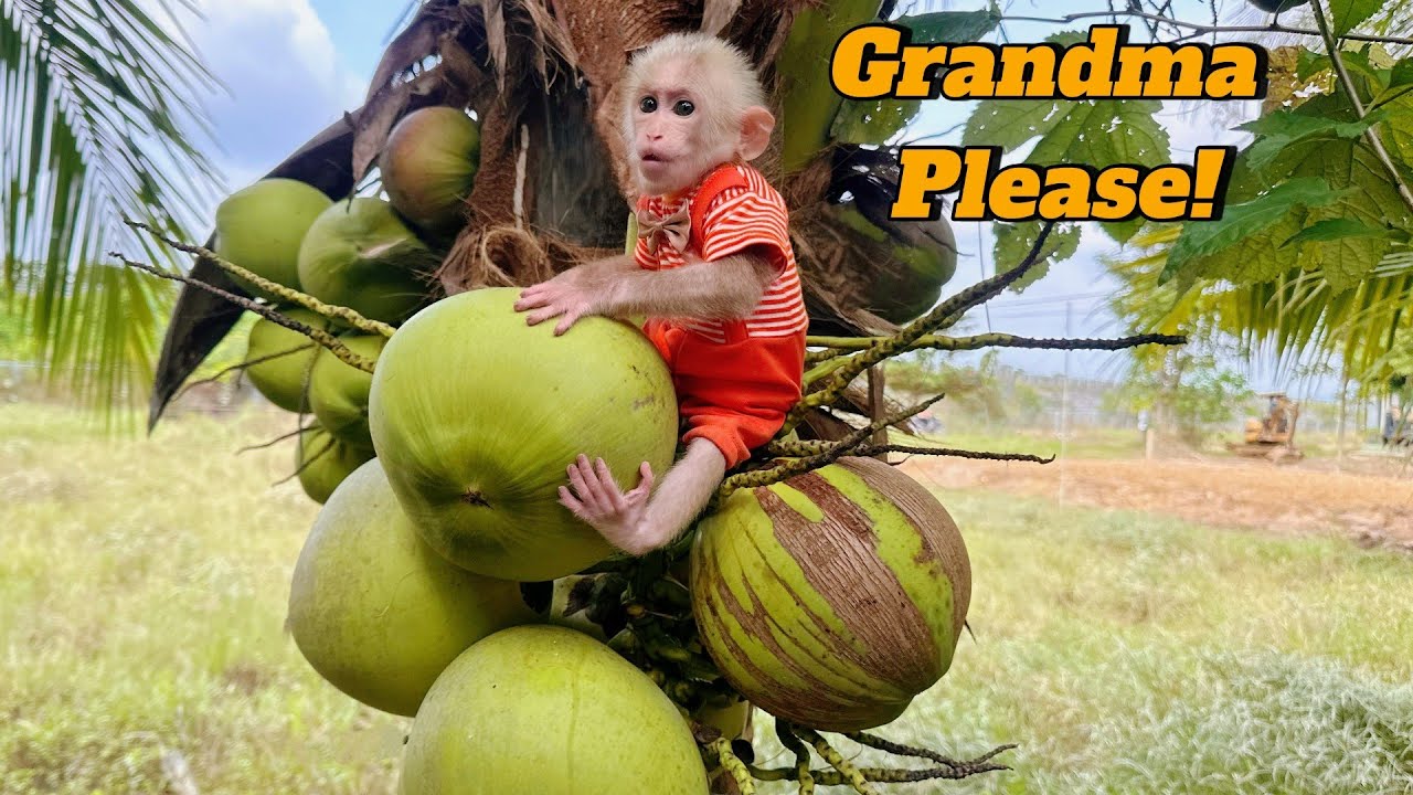 So Smart! Baby Monkey Lulu Wants to Drink Fresh Coconut Water &ndash; Let&rsquo;s See How She Handles It!