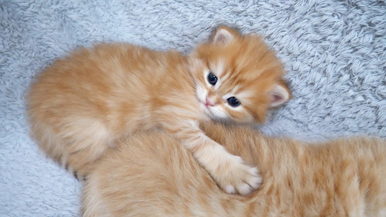 Cute kitten who can't help but hug her brother when she sees his fluffy back...