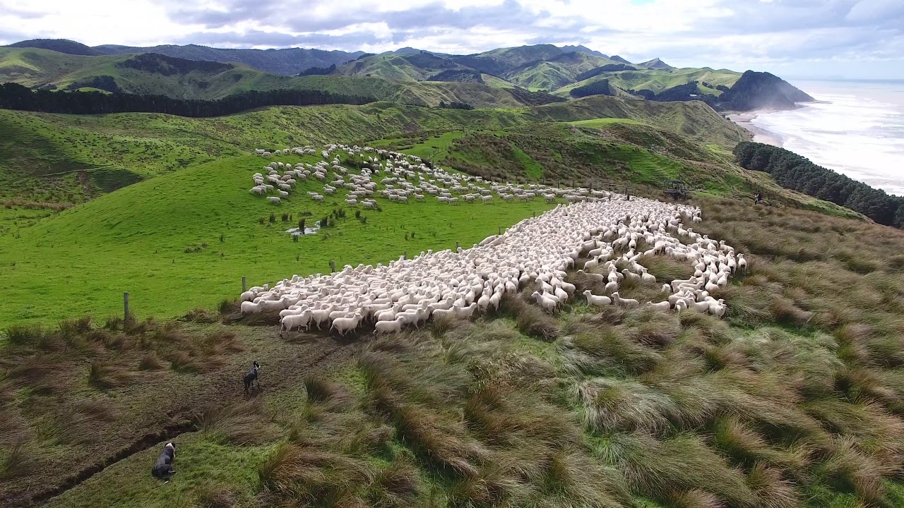 Sheep being moved on New Zealand sheep station