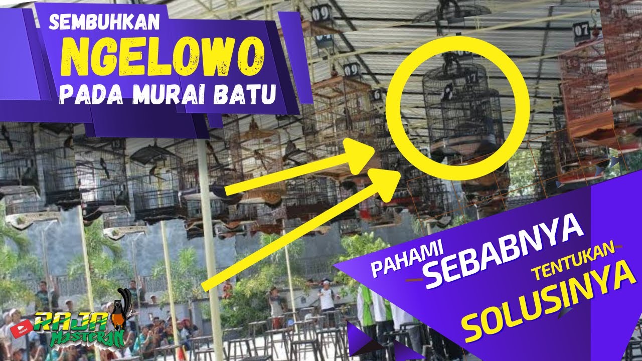 Solusi Murai Batu NGELOWO