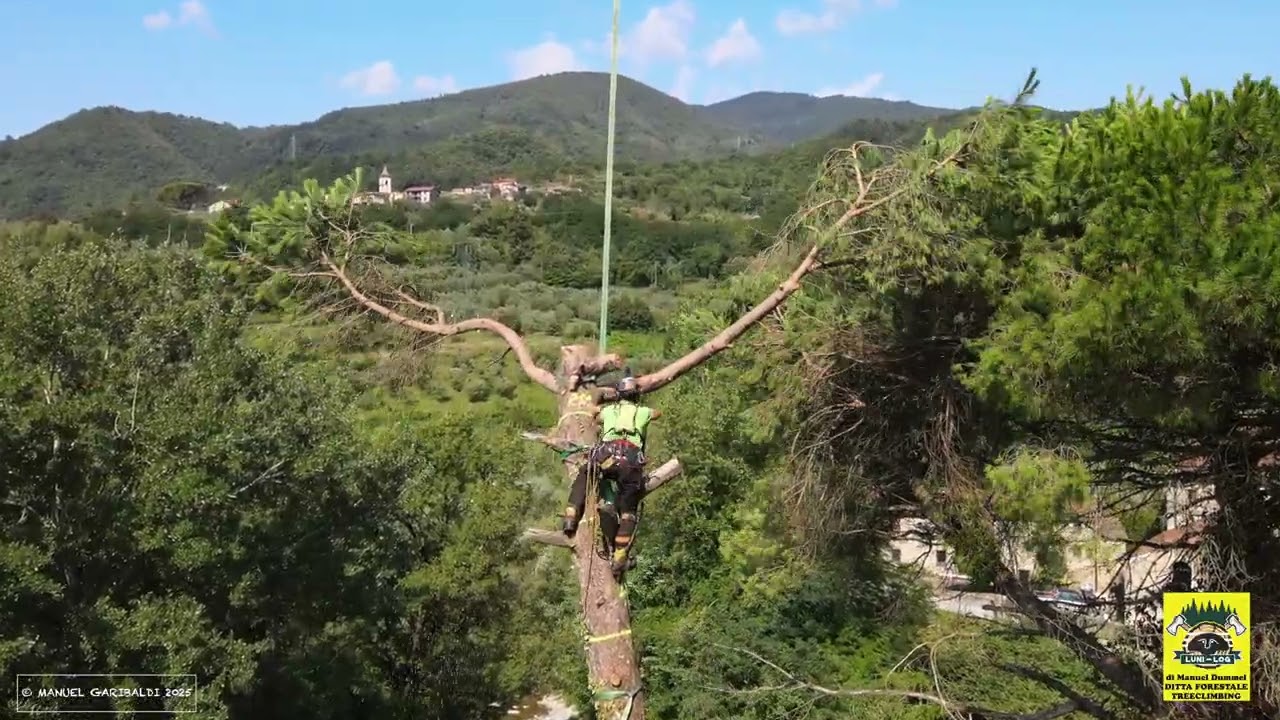 Treeclimbing - Taglio di un pino con treeclimber ed elicottero