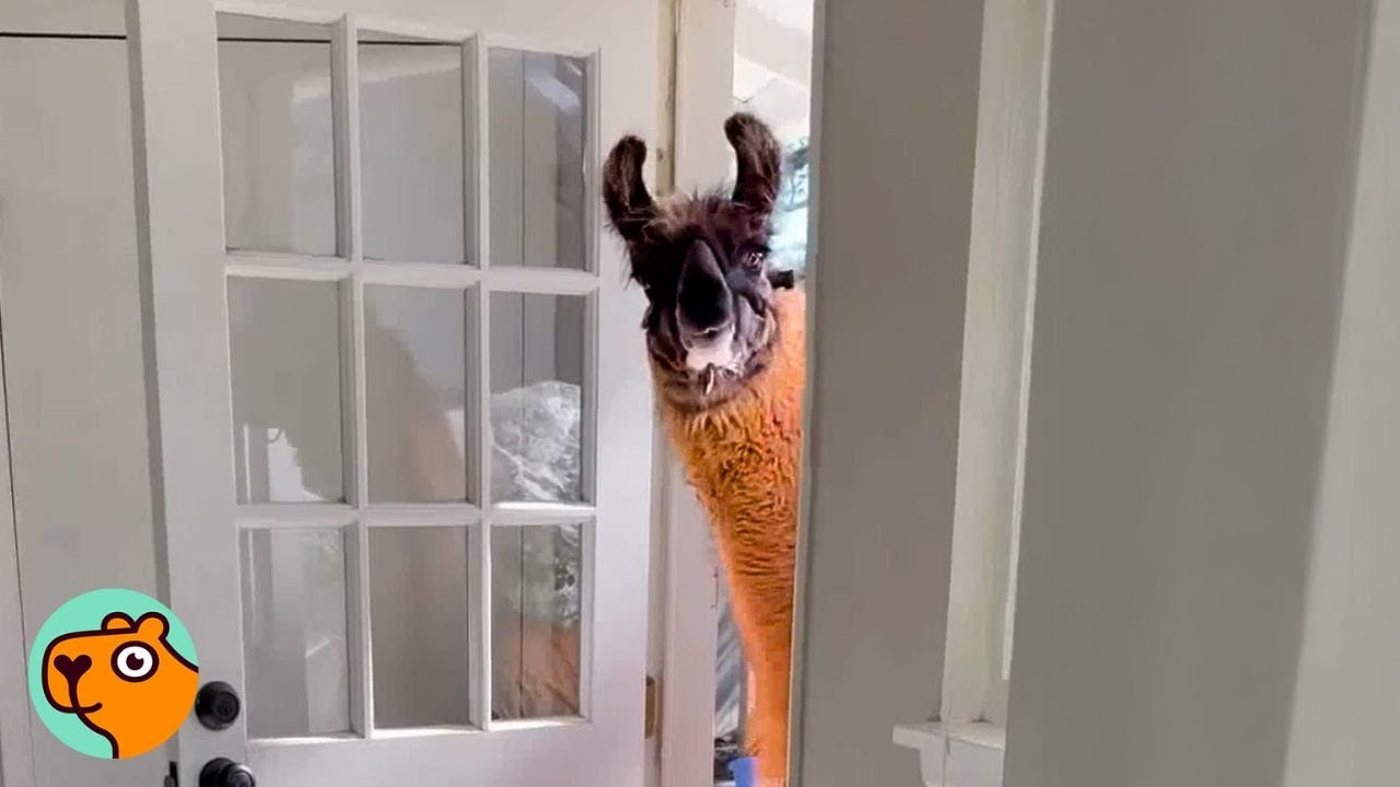 Baby Llama Was All Alone Until He Meets His Human Mom | Cuddle Buddies