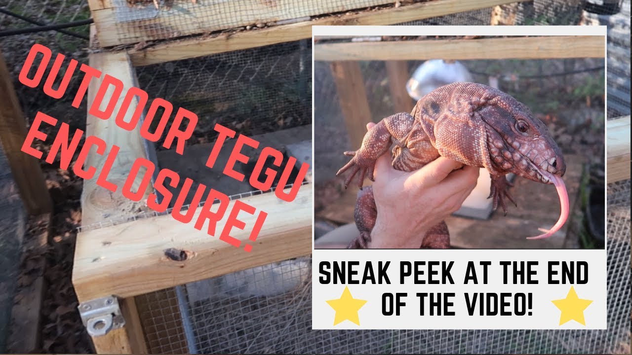 Tegu Outdoor Enclosure Set Up!  *SNEAK PEEK AT THE END*