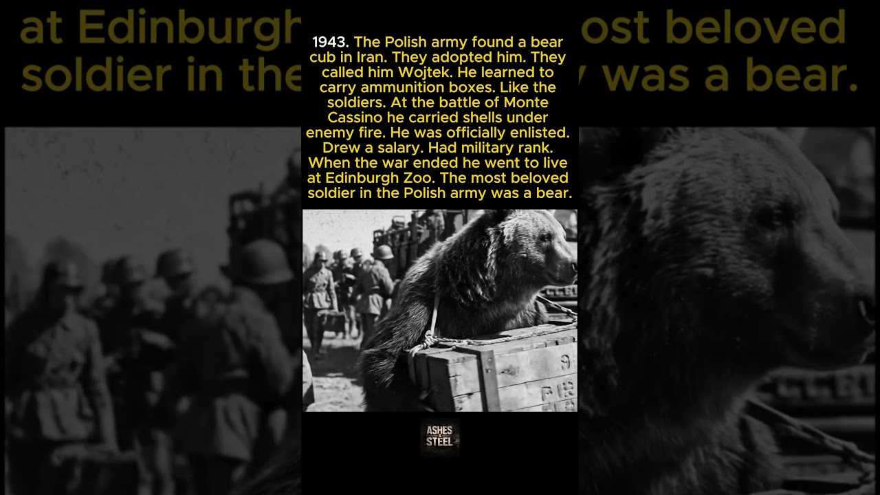The Polish army enlisted a bear as a soldier who drew a salary at Monte Cassino