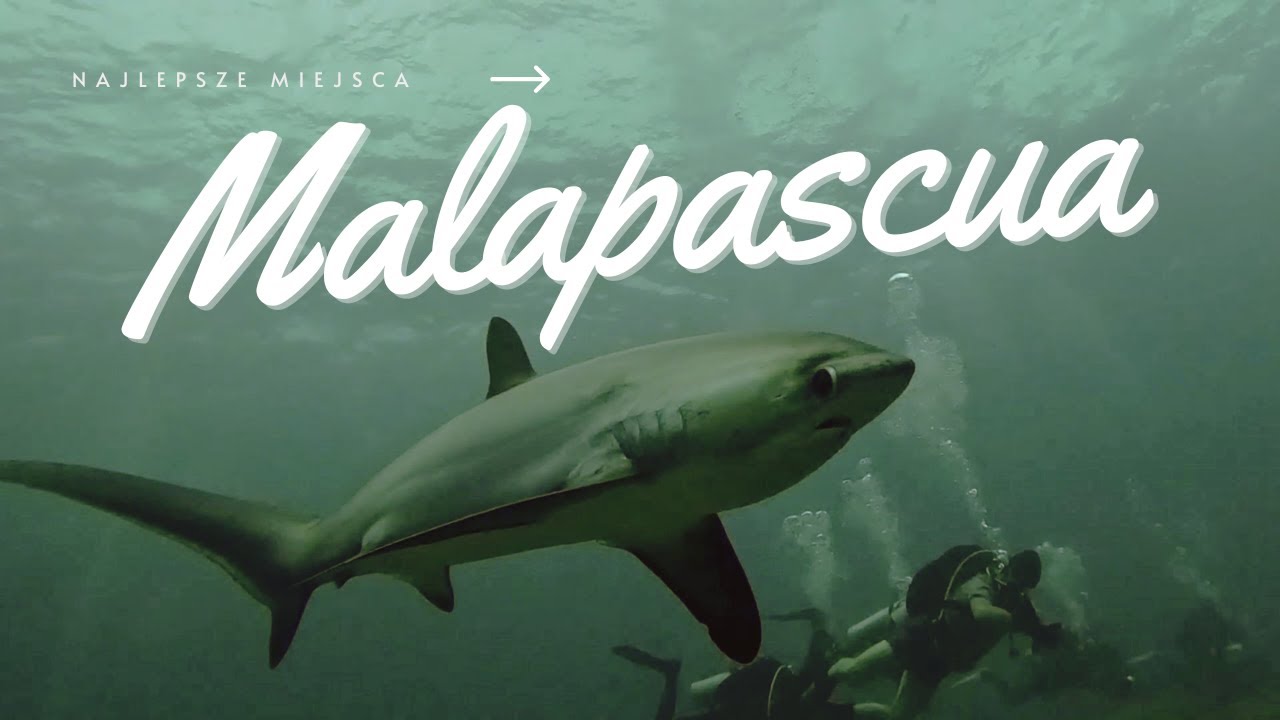 Malapascua – nurkowanie z rekinami kosogonami | Filipiny