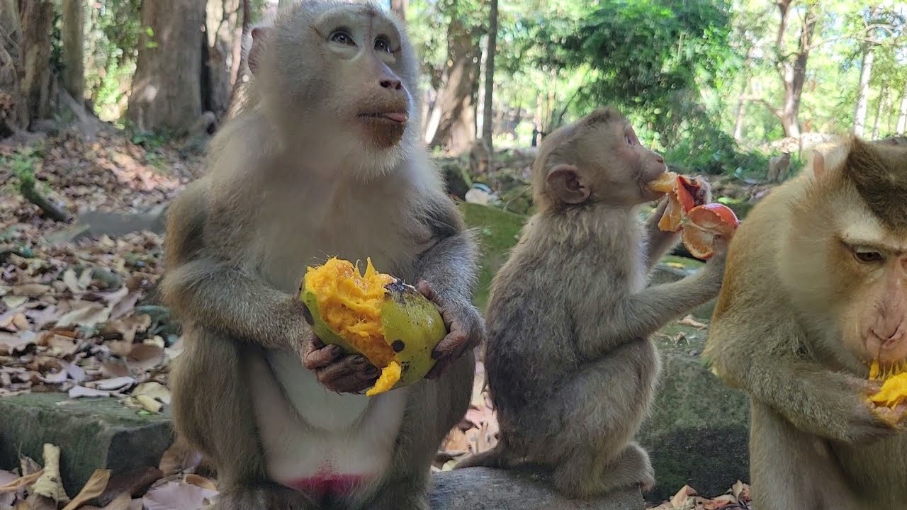 A family of monkey pig-tail enjoying mangoes | feeding mangoes to the adorable monkey at morning💛💗🐒