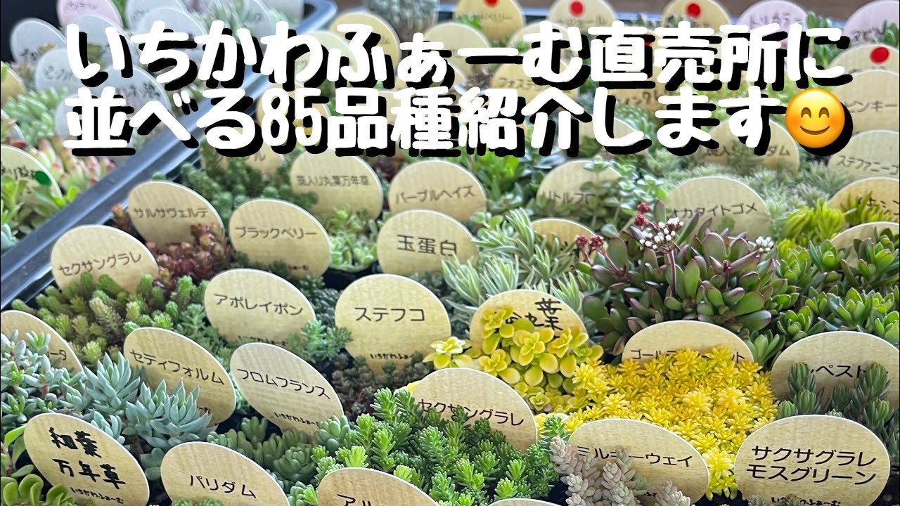 直売所に並べる85品種紹介します。