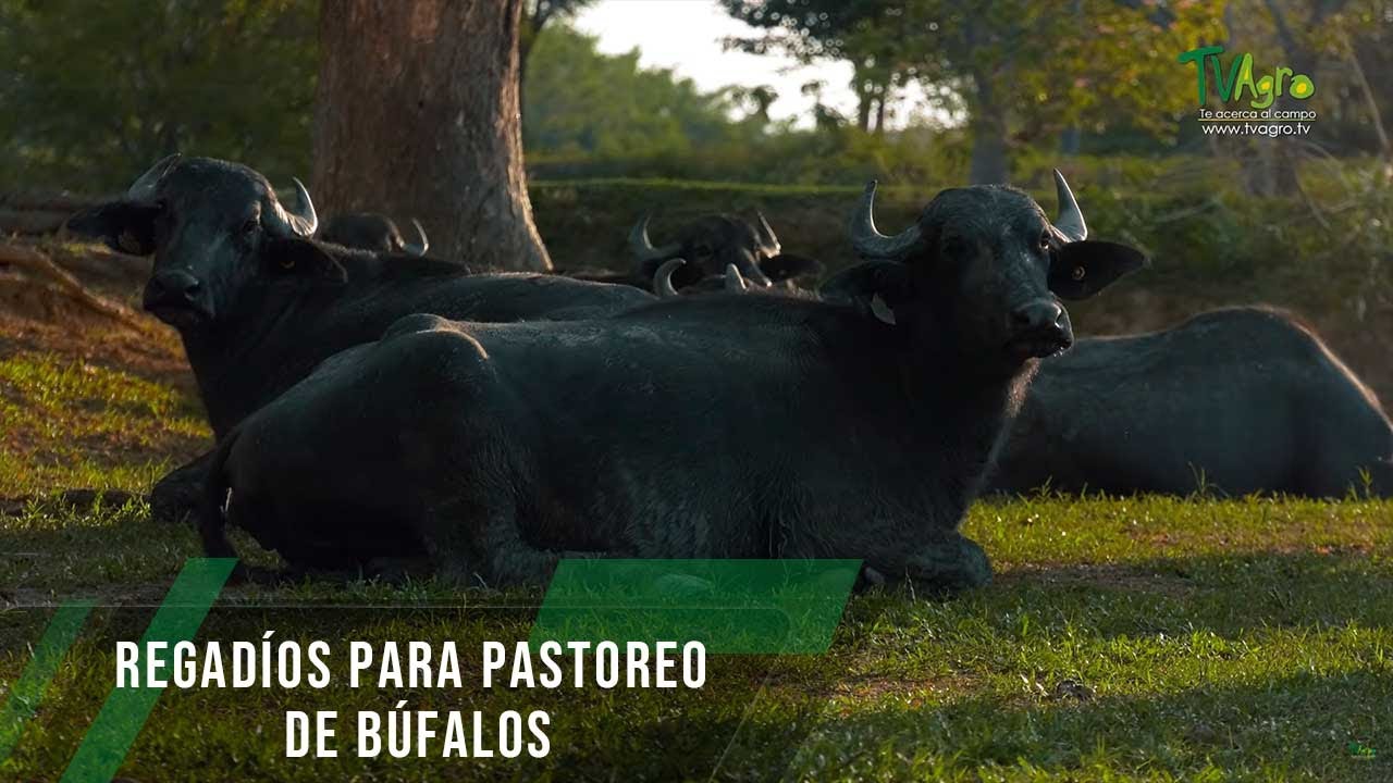 Regadíos para pastoreo de búfalos - TvAgro por Juan Gonzalo Angel Restrepo