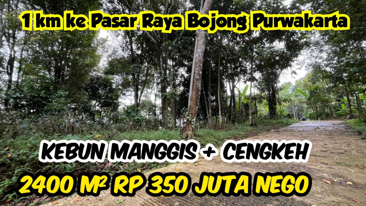 Tanah Kebun Manggis dan Cengkeh 2400 m2 Akses Mobil di Bojong Purwakarta Rp 350 Juta Nego 