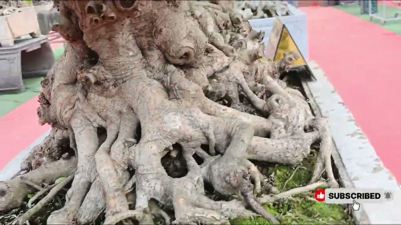 VN Essence Detalhes do bonsai: bonsai são obras cultivadas em vasos1