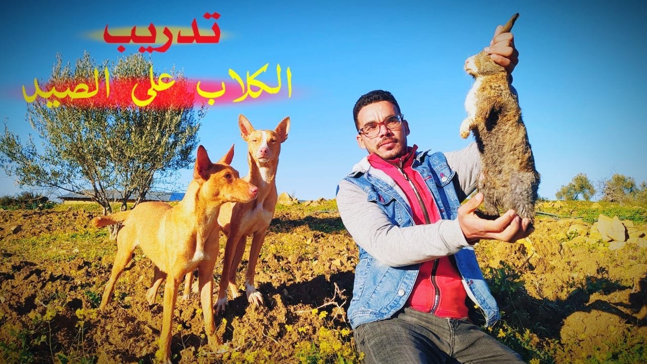تدريب الكلاب على صيد الأرانب في الغابة مع مناظر طبيعية خلابة